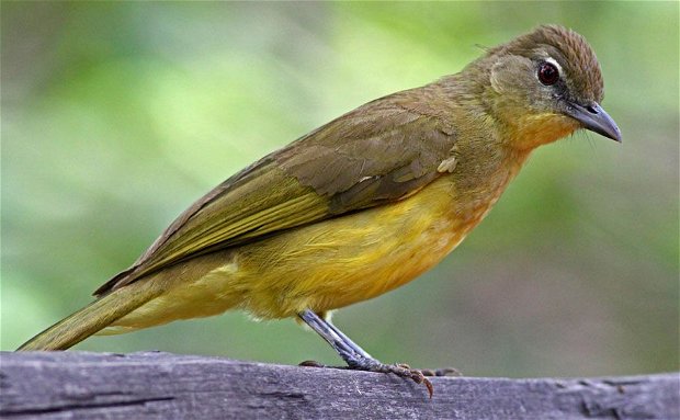 Yellow-bellied Greenbul Yellow-bellied Greenbul