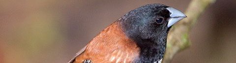 Red-backed Manikin