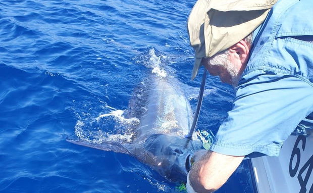 Catch and release of marlin Catch and release of marlin