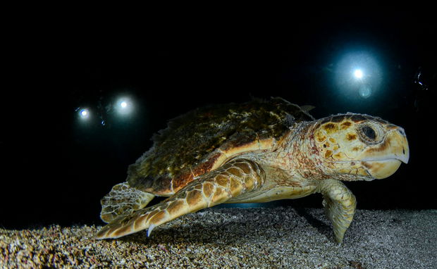 Night diving at Sodwana Bay Lodge Night diving at Sodwana Bay Lodge
