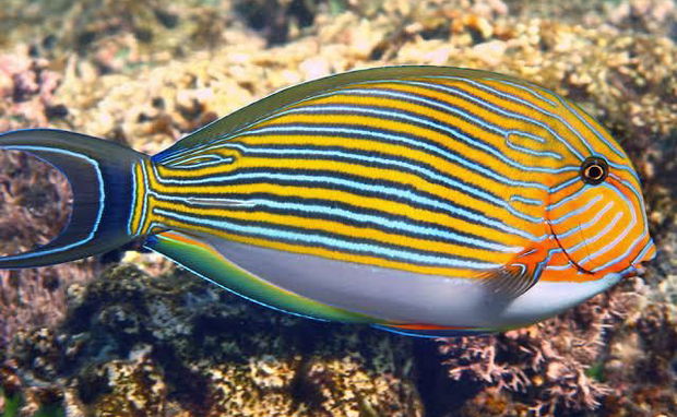 The Clown Surgeon Fish The Clown Surgeon Fish