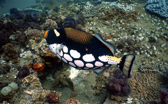 Diving