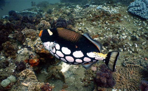 Sodwana Bay Lodge Hotel scuba diving Sodwana Bay Lodge Hotel scuba diving