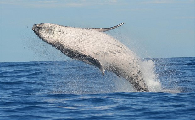 Sodwana Bay Lodge Hotel Whale Watcher Tours Sodwana Bay Lodge Hotel Whale Watcher Tours