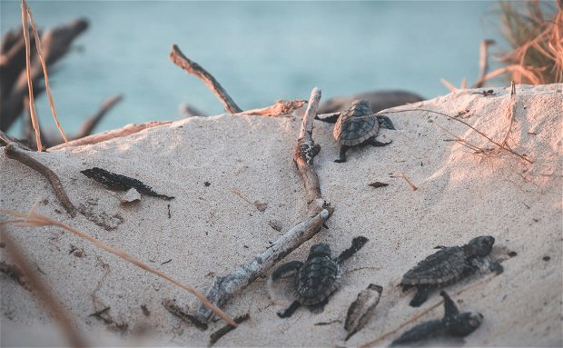 Sodwana Bay Lodge Hotel Turtle Tours Sodwana Bay Lodge Hotel Turtle Tours