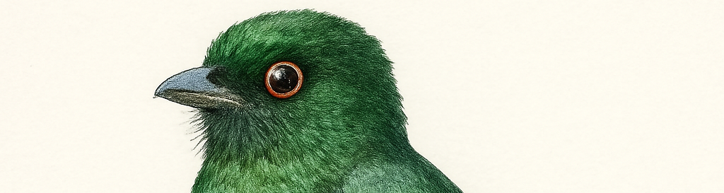 Narina Trogon